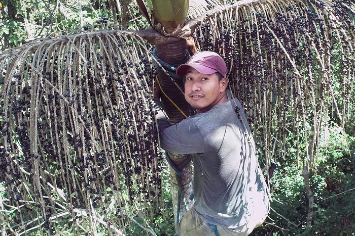 Сбор ягод асаи