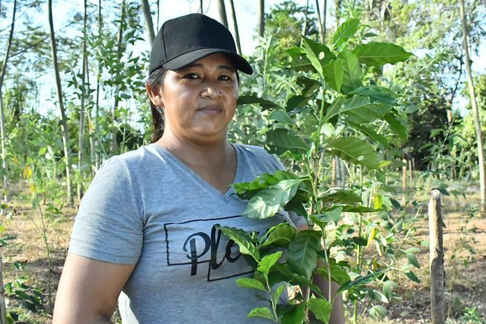 Ягоды асаи на плантации